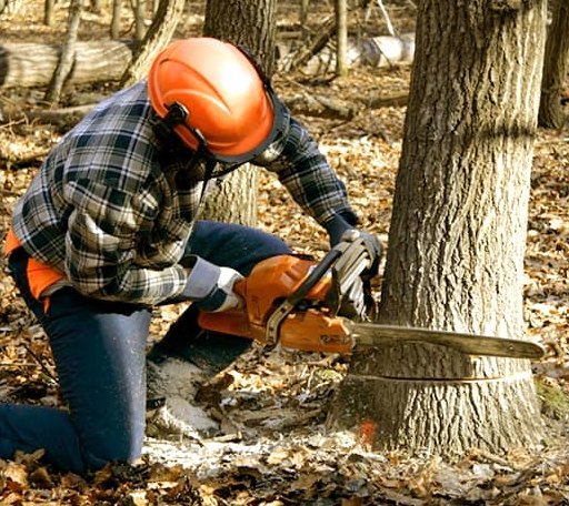 Tree Removal in Mize, MS